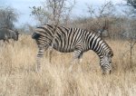 Zebra e Gnu