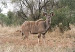 Kudu