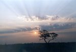 Sunset at the Chobe park