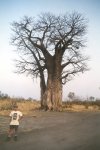 Baobab