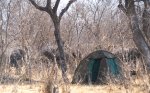 Tent and elephants