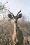 Kudu