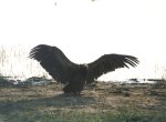 Avvoltoio